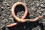 Worms cannot survive long if their skin dries out.