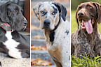 Great Dane, Catahoula leopard dog, German shorthaired pointer 