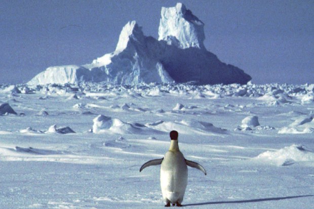 In this undated file photo, a lonely penguin appears in Antarctica during the southern hemisphere's summer season. 