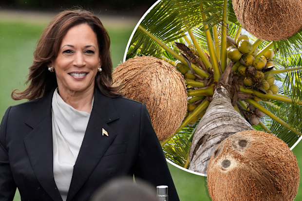 Kamala Harris coconut tree meme: How a coconut tree meme became linked to  Kamala Harris' presidential campaign | Explainer | Nine.com.au