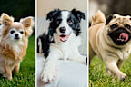 Chihuahua, border collie, bulldog