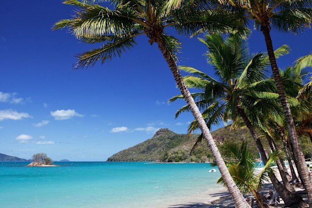 Hamilton Island beach with palm trees