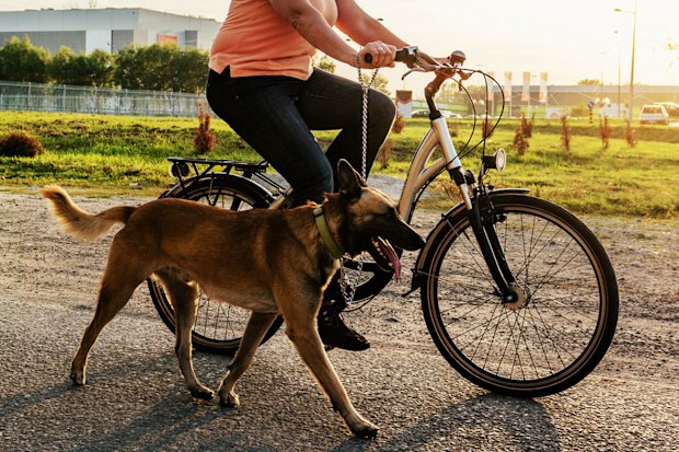 Dog being walked while owner rides a bike