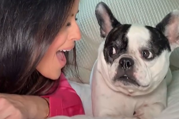 TikTok trend lip syncing Taylor Swift Ready For It while a dog is resting or sleeping
