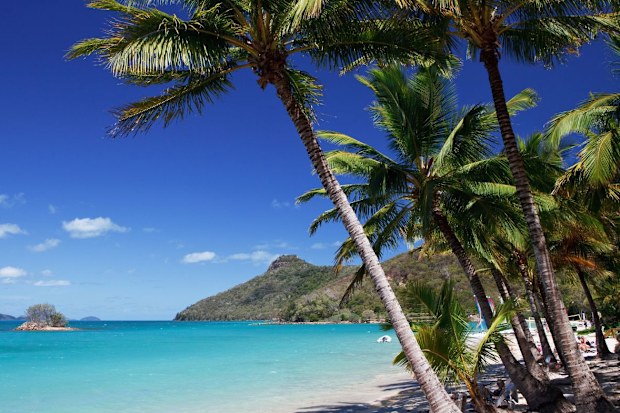 Hamilton Island beach with palm trees