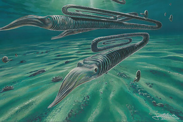 An artist's impression of Diplomoceras maximum