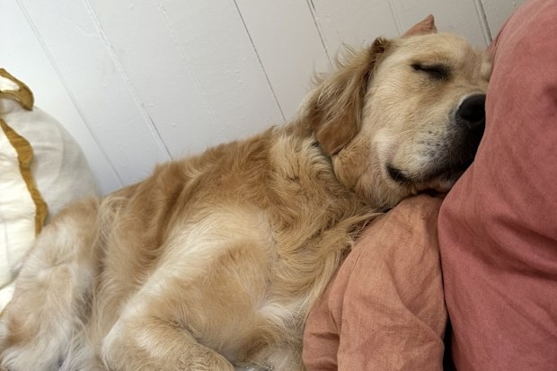 Golden Retriever asleep on bed
