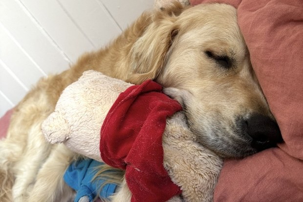 Golden Retriever asleep on bed