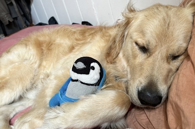 Golden Retriever asleep on bed