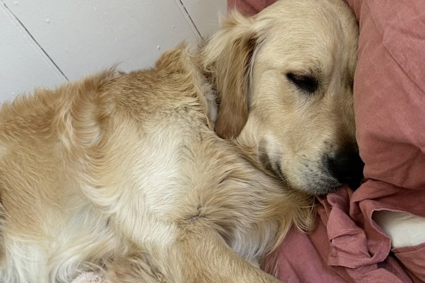 Golden Retriever asleep on bed