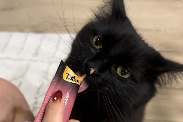 Kovu eating a treat.