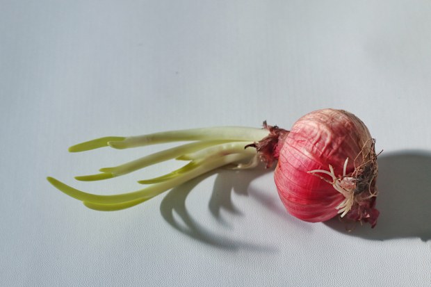 Growing red onion shoots ... to be chopped and used as food garnish.