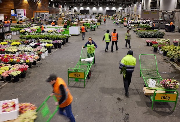 National Flower Centre are set to sell up to 3 million chrysanthemums, posies and other flowers
