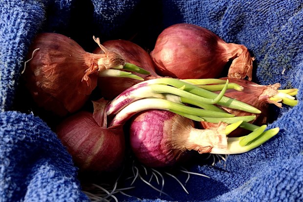 Growing red onion shoots ... to be chopped and used as food garnish.