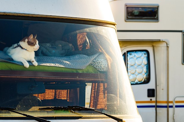 Cat laying on bed in rv integra camper car and looking around trought front window pane. Motorhome traveling with pet.