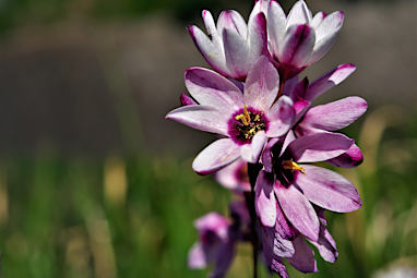 Ixia