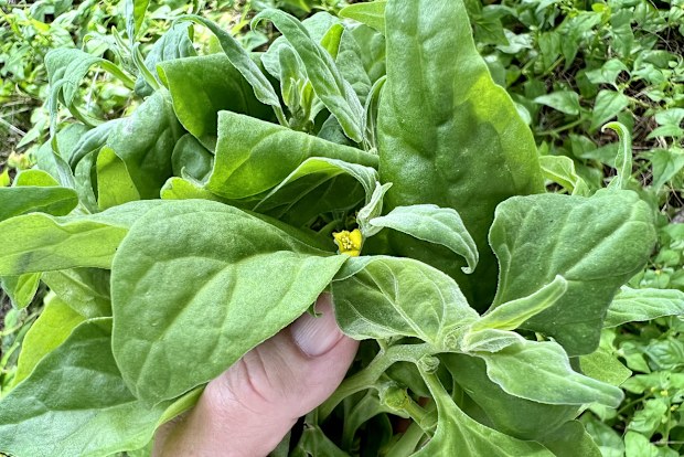 Horizontal closeup photo of uncultivated, flowering Australian native plant, Warrigal Spinach, a bush tucker food growing here in abundance on the south coast of NSW near Ulladulla, in Summer. Part of a womans hand, holding a Warrigal Greens leaf is visible in the foreground.