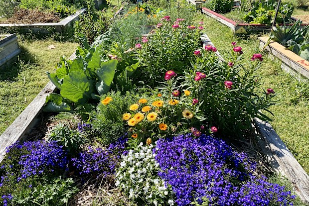 Horizontal closeup photo of organic vegetable and flower garden plots with wooden edges in a Community Garden in Spring.