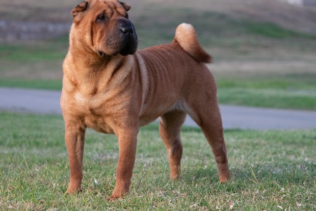 Shar Pei.