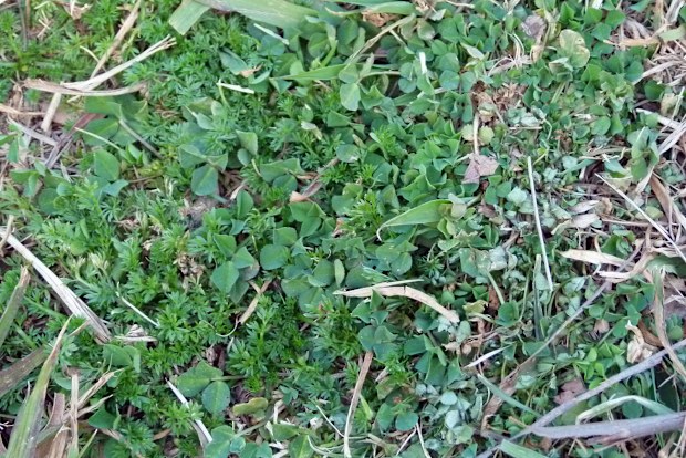 Bindi weeds growing in the grass