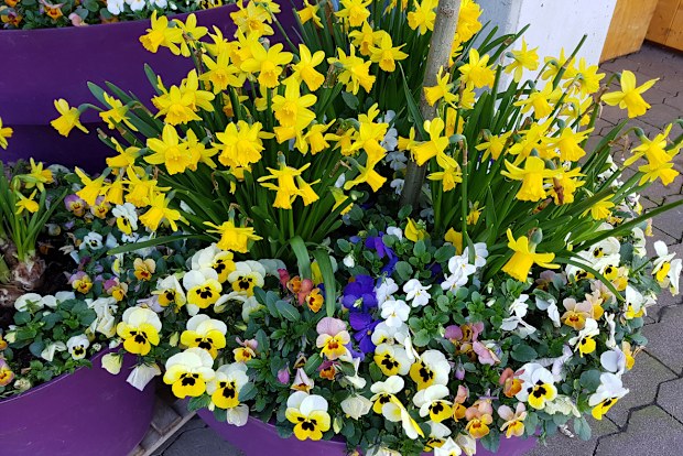 pansies, daffodils, spring