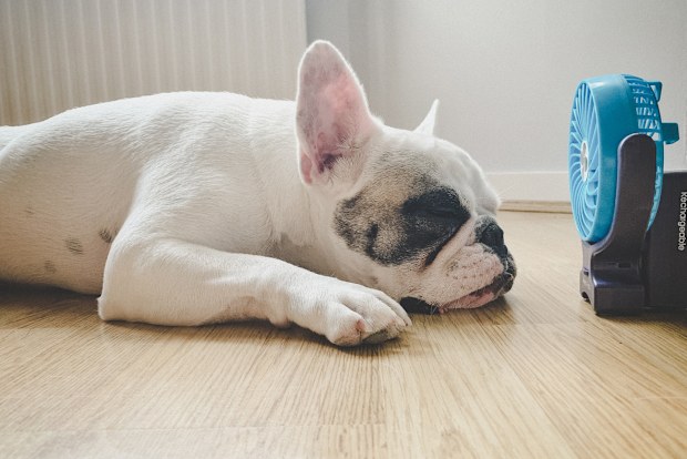 Frenchie dog falling asleep next to mini electric fan