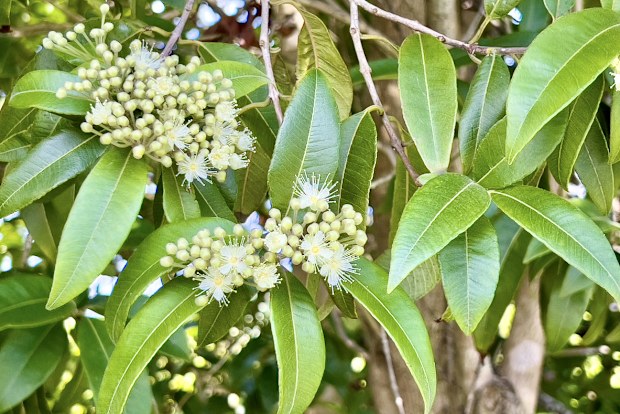 Horizontal extreme closeup photo of lemon scented green leaves, white flowers and buds growing on a native Australian Lemon Myrtle tree in Summer. Ulladulla, south coast NSW in Summer.