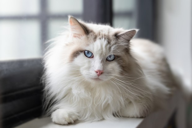 Relaxing ragdoll cat