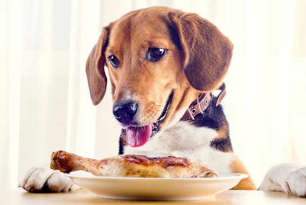 dog iStock photo