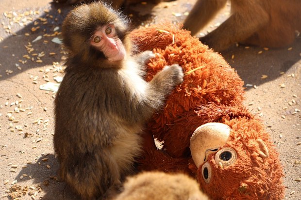 Punch, a lonely seven-month-old macaque monkey, has struck a chord with millions of people worldwide. 
