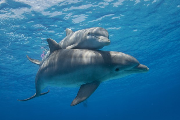Stock image of a mother bottlenose dolphin and her calf