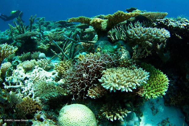 A prolonged marine heatwave has caused the worst coral bleaching event on record for Western Australia, according to a new scientific report.