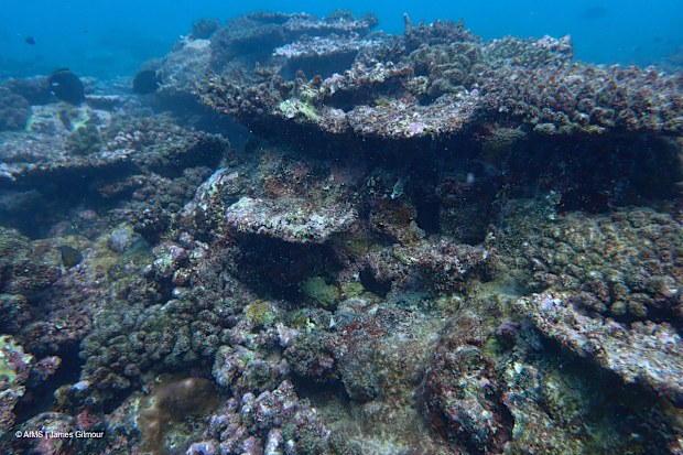 A prolonged marine heatwave has caused the worst coral bleaching event on record for Western Australia, according to a new scientific report.