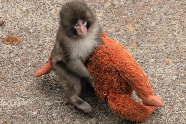 Punch the monkey with his orangutan toy. 