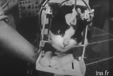Felicette, 1963