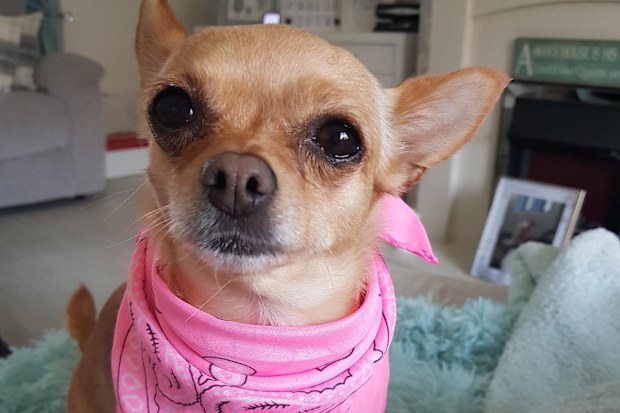 Tess Robison credits her beloved pup Lola with detecting her cancer.