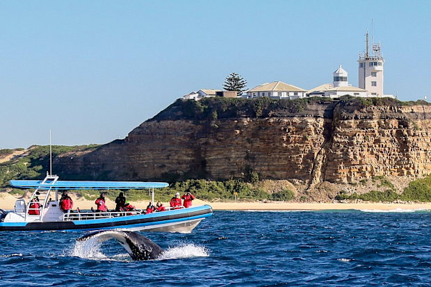 Whale watching Newcastle