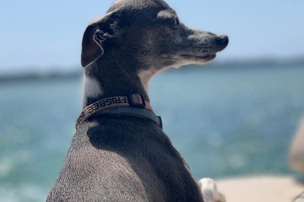 Seth Meyers' dog Frisbee