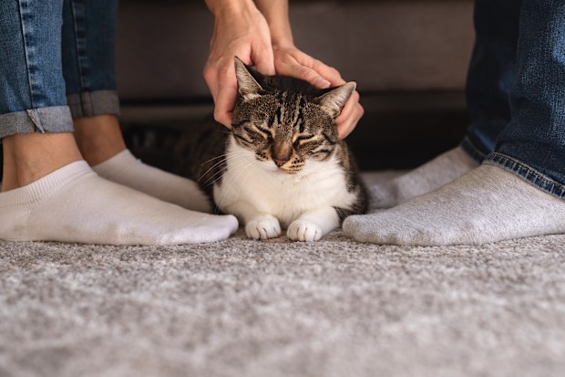 Cute cat lying between man and woman legs.