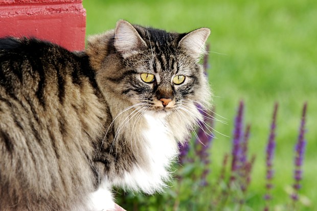 Manx cat iStock photo
