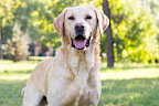 <p>A﻿w, who doesn't love a lab?</p><p>They're one of the most popular dog breeds in Australia and are known to make excellent family dogs. </p><p>﻿But, they need to be a part of an active family that is going to play with them and give them all the love and exercise they need and deserve. </p><p>Especially in their younger years, Labrador Retrievers are extremely energetic, and they're also quite smart which means they need plenty of mental stimulation too. </p><p>﻿If their needs aren't met, they can become quite unhappy and start to show some destructive behaviours. </p>