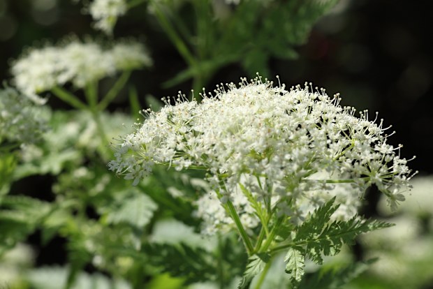 White umbrels on the herb sweet cicely with a blurred natural foliage background