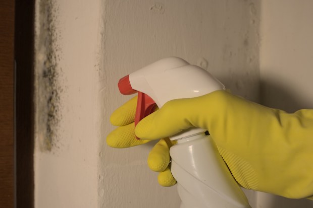 Mould on the wall, hand with yellow latex gloves applying an anti-mould product for black fungus