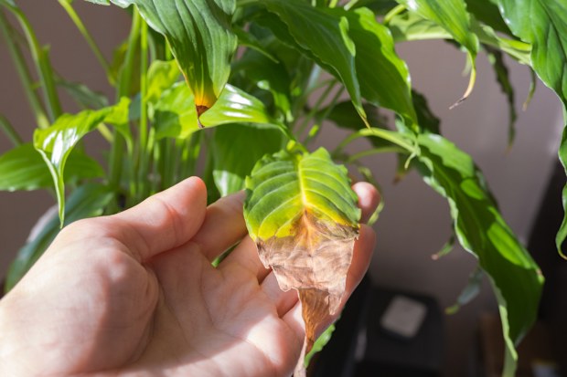 Indoor plant tips: Common peace lily problem expert says can be solved by  doing one thing every two years | Nine.com.au