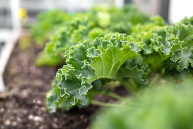 Kale