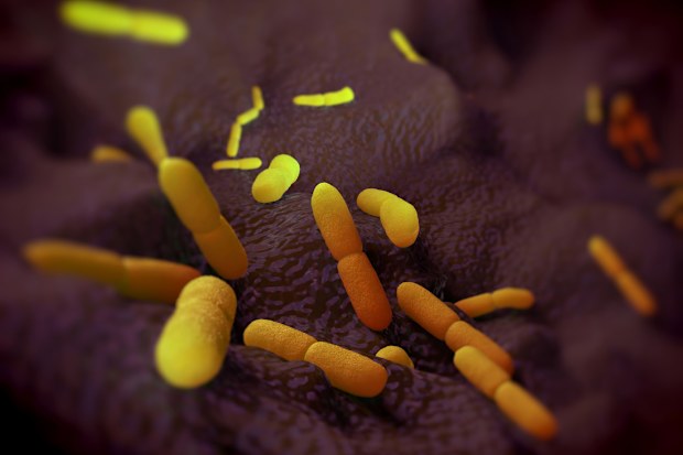 bubonic plague