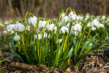 Spring snowflakes