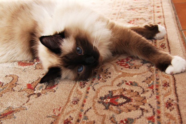 Blue-eyed Birman cat lying down