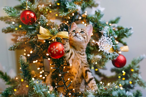 Cat plays with decorations in Christmas tree.