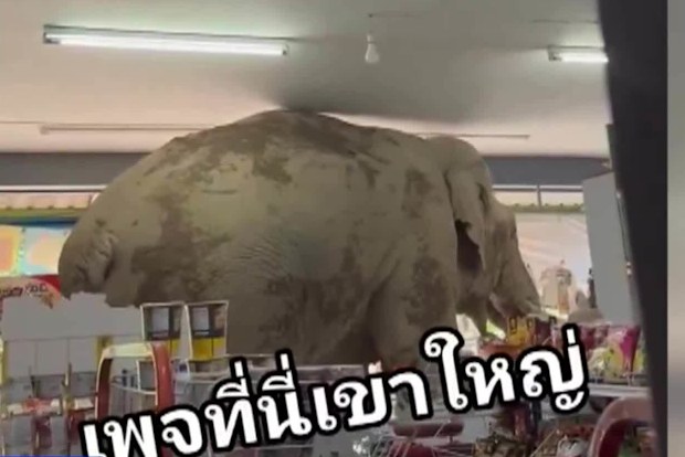 Plai Biang Lek